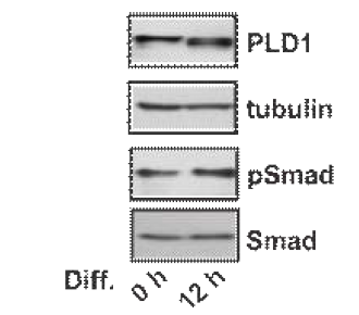 C2C12의 분화동안 PLD1의 발현과 myostatin의 하위인자인 pSmad의 활성도