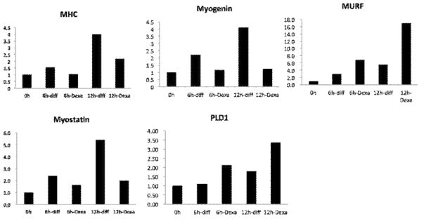 C2C12 세포의 분화과정동안 200 μM Dexamethasone 처리에 의한 PLD1과 myostatin의 발현 변화