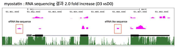 myostatin 의 mRNA sequence결과 –eRNA like sequence확인