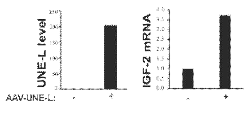 AAV-UNE-L에 의한 근육세포의 분화 마커인 IGF-2의 발현