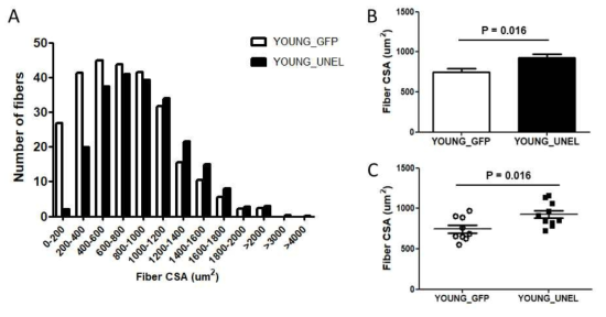 AAV-UNE-L에 의한 근육 손상 시 10주령의 muscle regeneration이 증가함