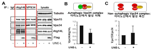 UNE-L이 Vps34 complex에 미치는 영향(A), UNE-L이 autophagic complex에서 Vps34의 양이 감소하고 (B), nonautophagic complex에서 Vps15의 양이 증가함(C)