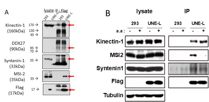 Flag-UNE-L이 kinectin, syntenin1, MSI-2와 결합