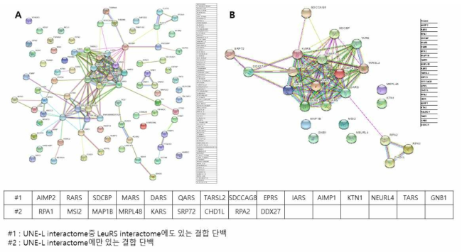 LeuRS interactome (A)와 UNE-L interactome의 string analysis결과