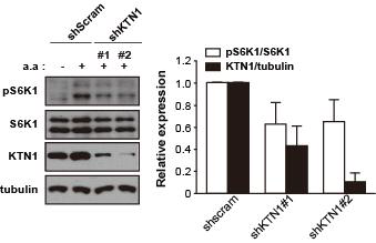 KTN1 knockdown이 아미노산에 의한 mTORC1의 활성조절에 미치는 영향