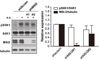 MSI2 knockdown이 아미노산에 의한 mTORC1의 활성조절에 미치는 영향