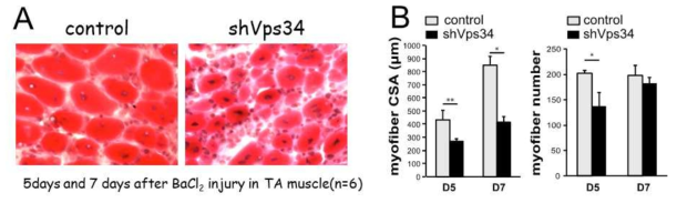 Vps34의 knockdown에 따른 BaCl2에 의한 근육손상후 근육 재생시 myofiber의 H&E 염색결과 (A) 및 myofiber CSA와 myofibe 수의 변화 (B)