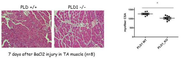 PLD1 knockout이 BaCl2에 의한 근육 손상 후 근육 재생을 감소함; myofiber의 H&E 염색결과 및 myofiber CSA의 변화