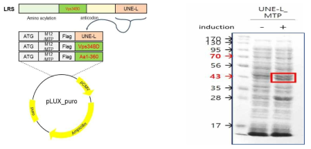 pLVX-MTP/M12-UNE-L의 cloning과MTP/M12-UNE-L의 발현