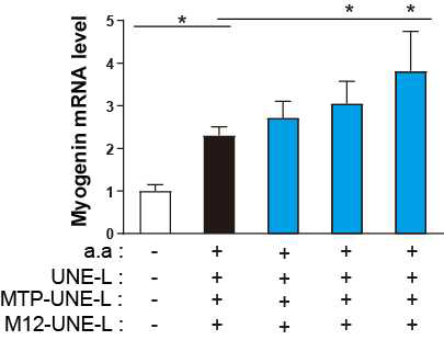 MTP-UNE-L과 M12-UNE-L의 근육세포의 분화에 미치는 영향