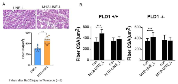 MTP-UNE-L과 M12-UNE-L의 근육 재생에 미치는 효과 A) M12-UNE-L의 근육재생에 미치는 효과 B) PLD1+/+와 PLD1-/-마우스에서 MTP-UNE-L과 M12-UNE-L의 근육 재생에 미치는 효과