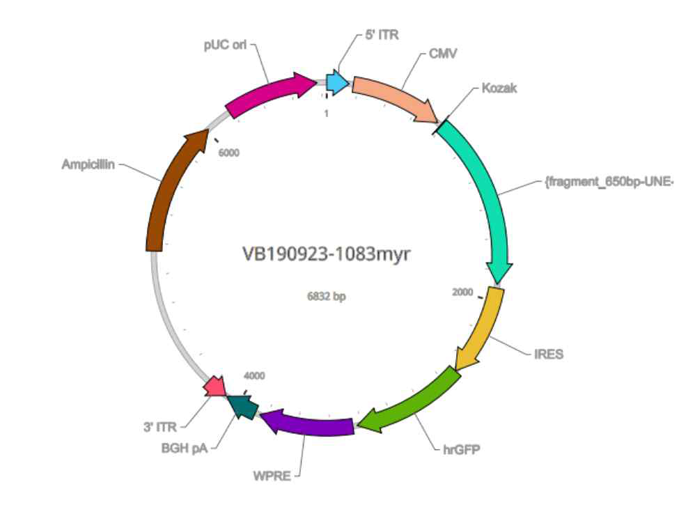 AAV-UNE-L 의 cloning map