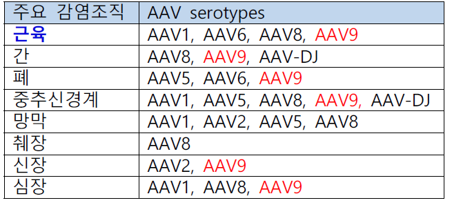 감염 조직에 따른 AAV serotype