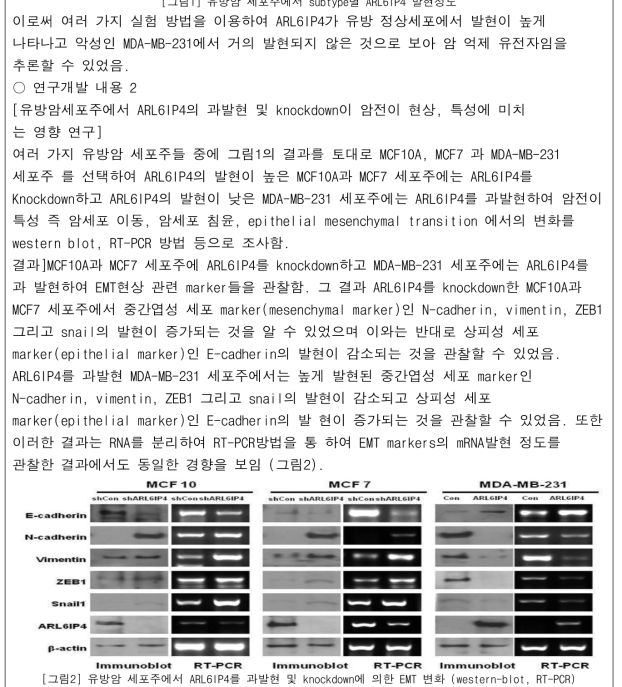 유방암 세포주에서 ARL6IP4를 과발현 및 knockdown에 의한 EMT 변화 (western-blot, RT-PCR)