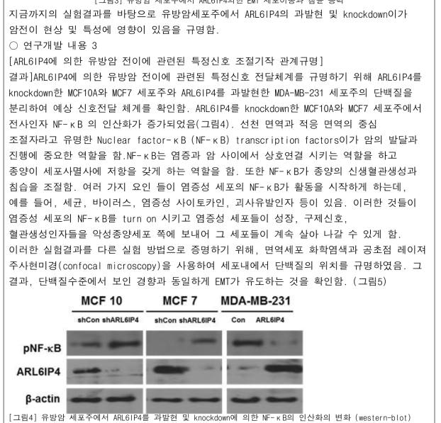 유방암 세포주에서 ARL6IP4를 과발현 및 knockdown에 의한 NF-κB의 인산화의 변화 (western-blot)