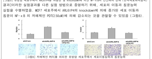 저해제인 PDTC를 처리한 유방암 세포주에서 세포이동능력과 침윤능력