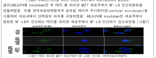 PDTC 처리한 MCF7 세포주에서 NF-κB의 인산화 (면역세포화학염색)