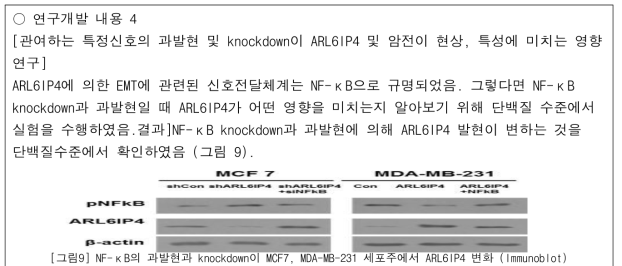 NF-κB의 과발현과 knockdown이 MCF7, MDA-MB-231 세포주에서 ARL6IP4 변화 (Immunoblot)