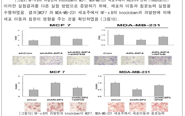 NF-κB의 과발현과 knockdown이 MCF7, MDA-MB-231 세포주에서 세포이동과 침윤능력