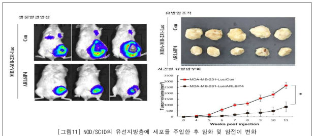 NOD/SCID의 유선지방층에 세포를 주입한 후 암화 및 암전이 변화