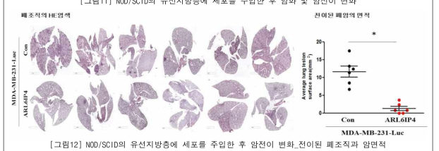 NOD/SCID의 유선지방층에 세포를 주입한 후 암전이 변화_전이된 폐조직과 암면적