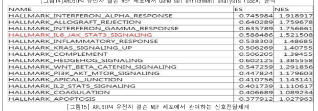 ARL6IP4 유전자 결손 MEF 세포에서 관여하는 신호전달체계