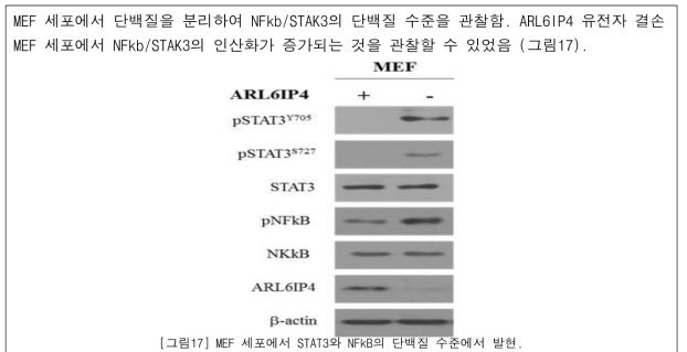 MEF 세포에서 STAT3와 NFkB의 단백질 수준에서 발현.