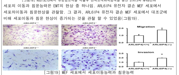 MEF 세포에서 세포이동능력과 침윤능력