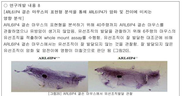 ARL6IP4 결손 마우스에서 유선조직발달 관찰