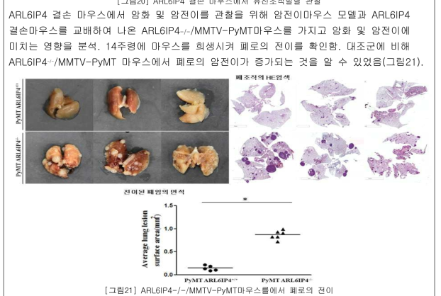 ARL6IP4-/-/MMTV-PyMT마우스를에서 폐로의 전이