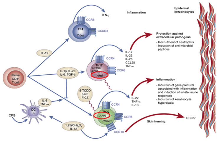 Th17, Th22 세포 분화 시 AhR의 작용