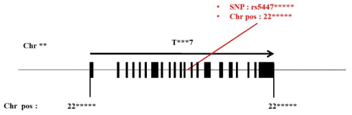 rs5447***** SNP의 위치