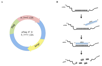 pcDNA/flag-T***7 vector 및 T***7 siRNA