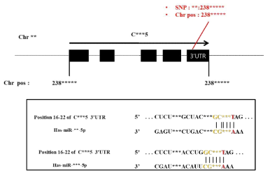 C***5 유전자의 발현조절 후보 SNP위치 및 target miRNA 예측