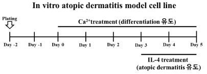 아토피 피부염 in vitro 모델 모식도