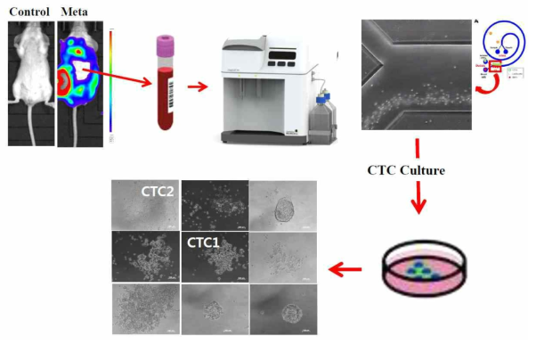유방암 전이 마우스에서 ClearCell FX System을 이용한 CTC 분리