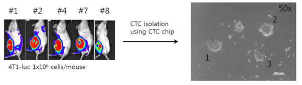 유방암전이 마우스 유래 CTC의 배양의 다른 세포 모습