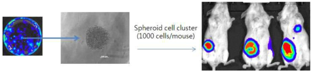 Spheroid 모양의 CTC에 의한 암 형성과 전이