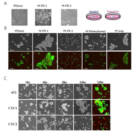 Cell heterogenity와 anoikis-resistance