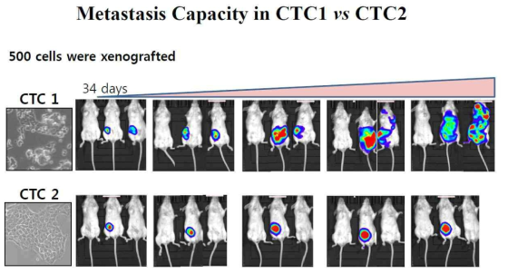 Metastasis capacity of CTC1 and CTC2