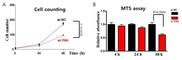 ynk 유전자에 발현 감소에 의한 세포 성장 저해