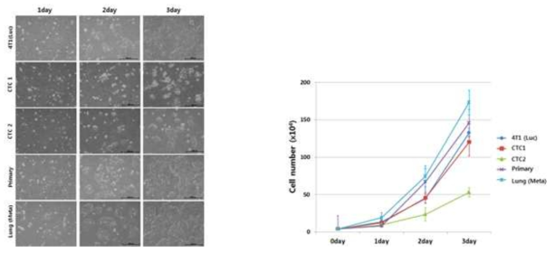 Parental, Primary, CTC1, CTC2, 폐전이 세포주의 세포 성장 속도