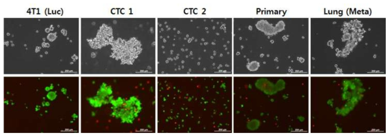 Parental, Primary, CTC1, CTC2, 폐 전이 세포주의 anoikis resistance