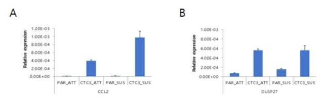 Parental과 CTC3 세포에서 전이 특이분자 CCL2와 DUSP27의 발현