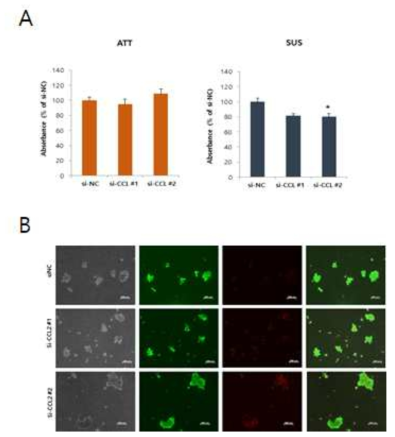 CTC3 세포에서 CCL2 발현저해에 따른 anoikis 유도