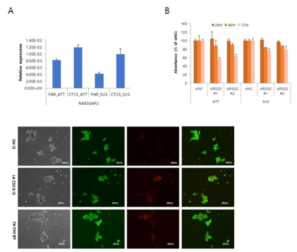 RAB3GAP2의 mRNA의 발현 및 세포성장