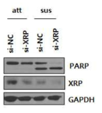 XRP 발현 저하에 따른 apoptosis의 증가