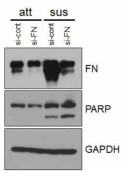 FN 발현 저하에 따른 apoptosis의 증가