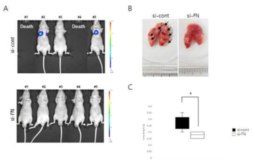 골육종세포를 이용한 FN 발현 저해에 의한 마우스의 폐전이 억제