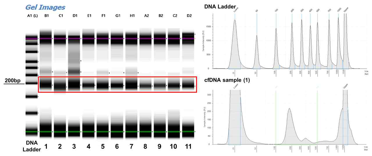 cfDNA 유전체 분석을 위한 Tapestation QC
